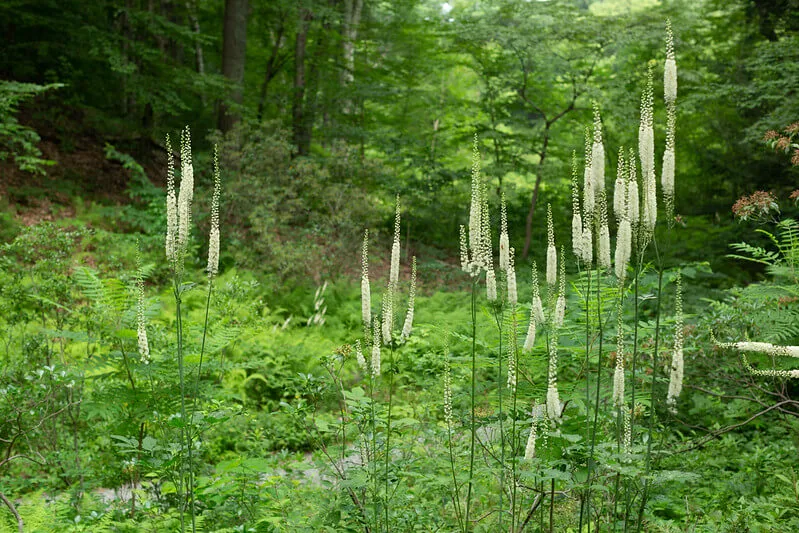 Black Cohosh: More than just a woman's herb